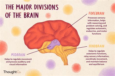 There are many different ways to departmentalize, including organizing by function, product, geography, or customer. . How does the brain organize and reorganize information